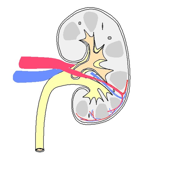 腎臓のイラスト